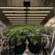 6500W Spider Grow Light 8Bar with Samsung LED Full Spectrum Commercial Grow Lamp