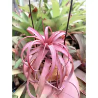 在飛比找蝦皮購物優惠-空氣鳳梨 愛結 空鳳 Tillandsia Love Kno