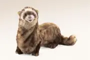 NEW PLUSH SOFT TOY Folkmanis 2843 Ferret Full Body Hand Puppet