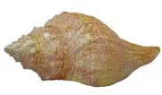 Blue Ribbon Pet Products Exotic Environments Spiral Shell, Aquarium Ornament, Sm