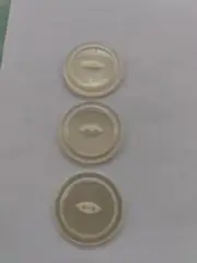 3 VINTAGE ALMOST 2 INCH PEARLESCENT ROUND 2 HOLE PLASTIC BUTTONS WH22