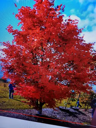 收藏老紅楓樹數十年以上高約4米老粗頭一株3幹日本全年大部份都是紅色紅楓樹名字叫紅星星，便宜割愛好種植喜歡全日照潮濕的環境