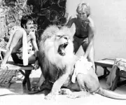 SIEGFRIED & ROY B&W 8X10 PUBLICITY PHOTO / Archival Magicians Photo Reprint