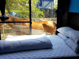 廊曼國際機場小屋套房 - 18平方公尺/0間專用衛浴RODEO HOUSE BKK Exclusive Queen BED DMK Airport