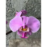 在飛比找蝦皮購物優惠-Phal.schilleriana (編號N)