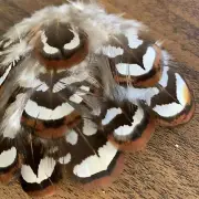 Natural Brown Black White Reeves Pheasant 4-5cm Feathers DIY Art Craft 10pcs