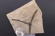 Fossil Plant Branch or Stem Green River Formation Wyoming WY COA 5284