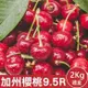 果物樂園-美國空運加州9.5R櫻桃(約2kg/盒)
