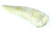 Enchodus Fish Tooth Fossil Dinosaur Age 9.84 Grams