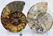 Dinosaur Fossil PAIR Ammonite 210mm Multi-Color Crystals XXXL 8.3" 110myo 3312uu