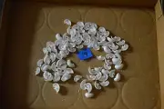 2.5 Ounces of Natural Shells Sliced For Crafts Seashells Nautical Decor 19