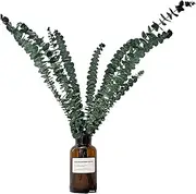 Shower Eucalyptus Stems,Home Decor Flower Decor Centerpiece Natural Dry Eucalyptus | Large Dry Eucalyptus for Living Room Beauty Salon Bathroom Borato