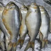 HALAL Ikan Terubuk Masin Mantul