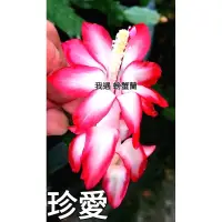 在飛比找蝦皮購物優惠-紅色螃蟹蘭  （珍愛）