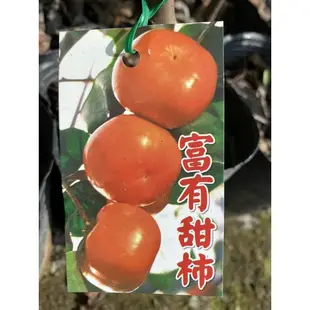 景宏種苗～水果苗/富有甜柿嫁接苗/4.5吋盆