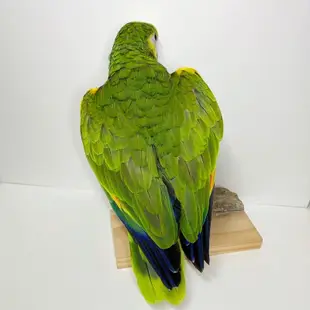 亞馬遜黃翼藍帽 剝製標本 鳥類標本