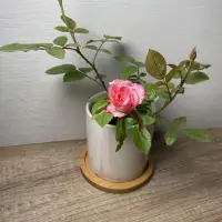 在飛比找蝦皮購物優惠-玫瑰花色隨機出 小玫瑰盆栽 不含盆器 盆栽
