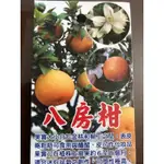 日本八房柑小品盆栽⋯