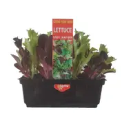Punnet Lettuce Babyleaf - Lactuca sativa - Grow Your Own Range