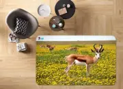 3D Animal Springbok NBC632584 Game Rug Mat Elegant Photo Carpet Mat Romy