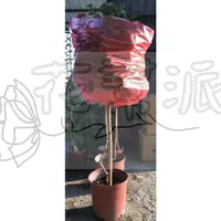 在飛比找蝦皮購物優惠-花幫派_喬木觀花植物—棒棒糖造型--各色馬櫻丹~紫雲藤~美洲