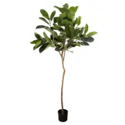 [Florabelle Living] Rubber Plant Tree 1.83m