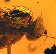 Amazing Eye Facets! Dolichopodidae (Fly),, Fossil Inclusion in Baltic Amber