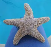 SUGAR STARFISH (real) Christmas Tree Topper 6-8"