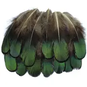 25pcs Lady Amherst Green Pheasant Feathers DIY Craft Millinery Jewellery