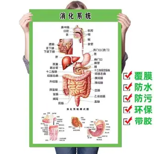 3.23 熱賣 人體器官圖腸道消化系統示意圖人體器官結構掛圖醫學宣傳海報高清