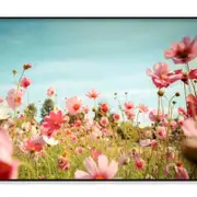 Cosmos Flower Blossom in Garden Print 100% Australian Made 120x90cm (Poster)