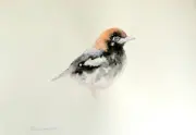 Trush, Birds, Watercolor artwork,Handmade,Original painting on paper