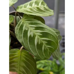 開心農元-觀葉植物- 豹紋竹芋 紅豹紋竹芋 Maranta leuconeura