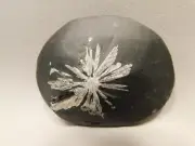 Chrysanthemum Stone 2.8 inch Palm Worry Stone Natural Rock #O19