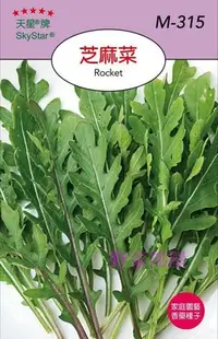 在飛比找Yahoo!奇摩拍賣優惠-【野菜部屋~】S23 芝麻菜Rocket~火箭菜 , 穗耕種