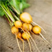 Radish - Golden seeds