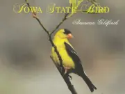 *Iowa-"The Iowa State Bird" -AMERICAN GOLDFINCH- (Eastern) {Postcard} {RB61}+