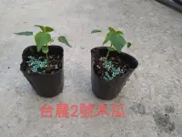 在飛比找露天拍賣優惠-^花草巷弄^ 3吋盆 / 台農二號 / 木瓜苗 / 實生苗 