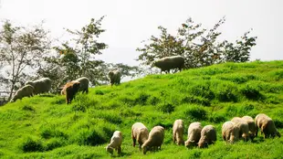 高鐵假期-南投清境農場、合歡山｜一日豐富行(台北出發)