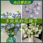 🔥向日葵花坊【風鈴花種子】 風鈴草種子 丹麥風鈴花 荷蘭風鈴花種子 酒杯風鈴 四季易種植盆栽花卉種子 花園陽台