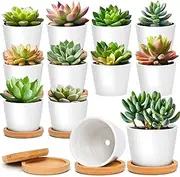 T4U 6.5CM Small White Succulent Planter Pots with Bamboo Tray Round Set of 12, Ceramic Succulent Air Plant Flower Pots Cactus Faux Plants Containers, White Modern Decor for Home and Office