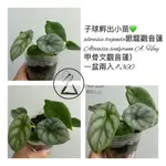 ALOCASIA BAGINDA銀龍觀音蓮  ALOCASIA SCALPRUM A. HAY甲骨文觀音蓮