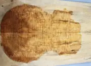 Figure Electric Bass Top Spalted Ripple Maple Bookmatch Wood Set Luthier Supply