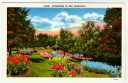 Postcard "Springtime in the Carolinas"