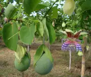 Passionfruit Sweet Calabash Vine Plants - Passiflora maliformis