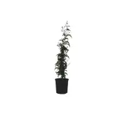 140mm Jasminum Polyanthum