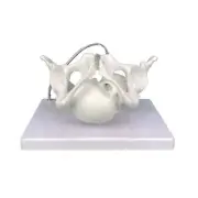 Women Pelvis Model Female Pelvic Skeleton Model for Schools and Universities