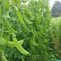 在飛比找蝦皮購物優惠-《荷蘭豆種子》 大莢荷蘭豆軟莢 四季播種 蔬菜種子應季蔬菜種