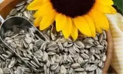 ROASTED UNSALTED SUNFLOWER SEEDS 1KG - BUY FROM DISTRIBUTOR (FREE POST)