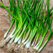 Onion (Spring) - Evergreen seeds
